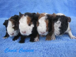 morčátka US teddy na mazlení nebo do chovu